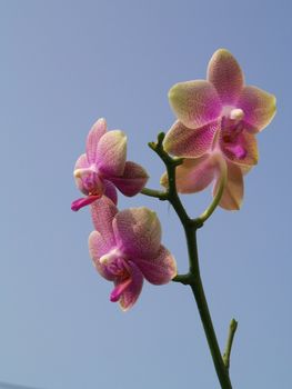 pink orchid