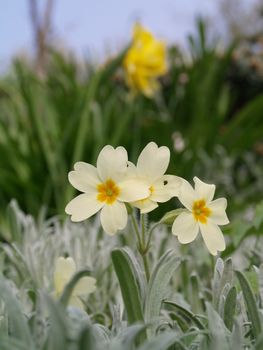 primrose in the garden