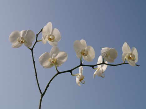 white orchid