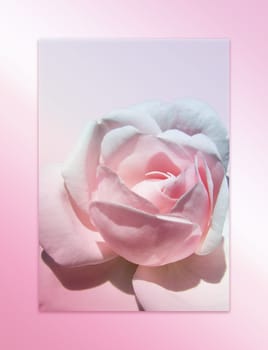 pink rose in frame