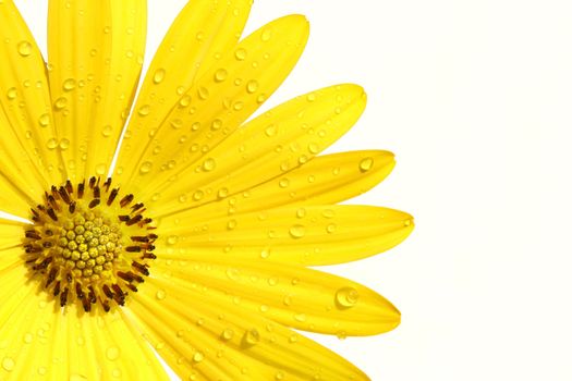 Yellow daisy on white background