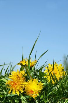 Yellow dandelions against a blue sky