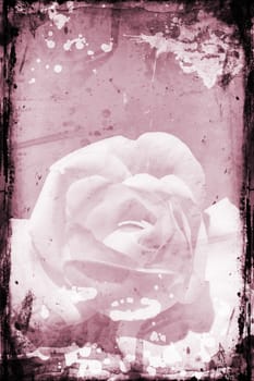 Rose on grunge background