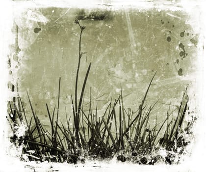 Grass and foliage on grunge background