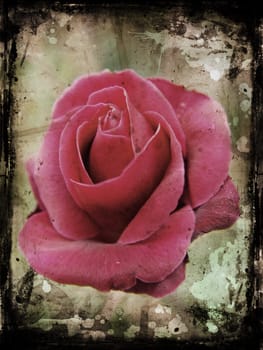 Rose photo on grunge background