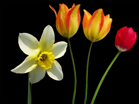 Spring daffodils and tulips on a black background                               