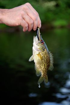 Young small mouth bass (Micropterus dolomieu) close-up