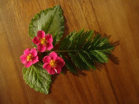 floral composition with pink flowers isolated on wood                           