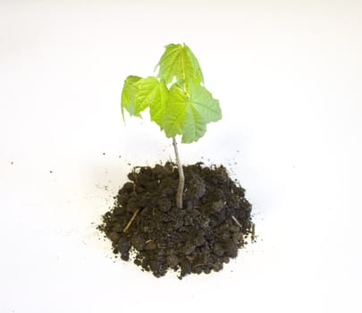 Young maple tree in the earth isolated on white