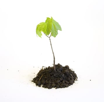 Young maple tree in the earth isolated on white