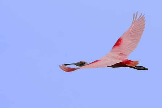 Flying Roseate Spoonbill and blue sky.
