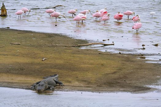 Aligator and birds