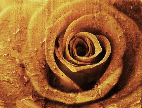 Close up of a rose flower with grunge effect