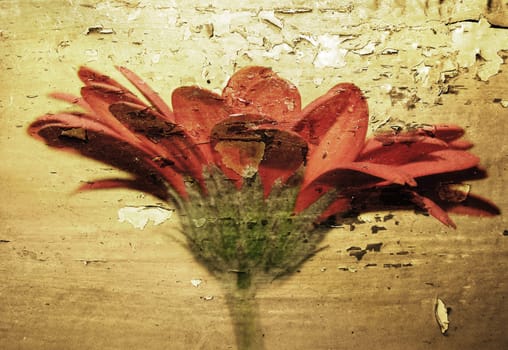 Flower photo with grunge texture