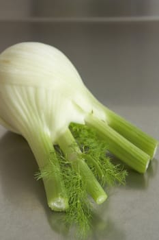 Fresh fennel on stainless steel bench. Shallow focus