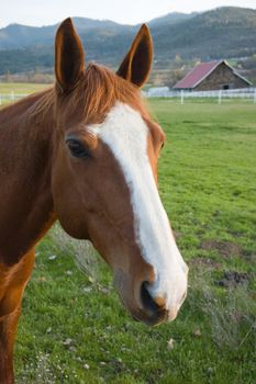 Friendly farm horse with curious ears up, barn in background, focus on horse's eyes