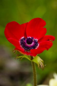 Red Anemone