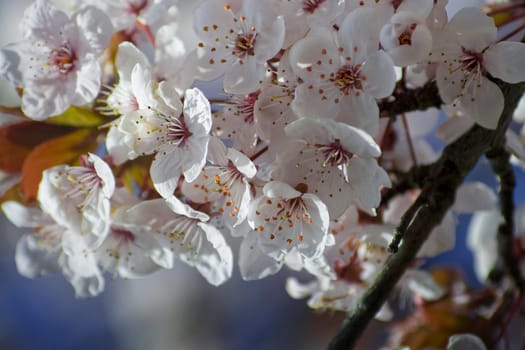 	Flowering cherries in an orchardi