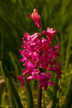  Pink hyacinth growing on the rebate, photo taken on 01.04.2009 in Skelmersdale