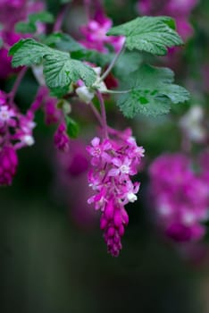 Magenta and white inflorescences in the garden, photo taken on 23.03.2009 in Skelmersdale / United Kingdom