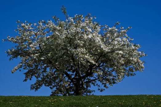 Flowering Cherry Tree