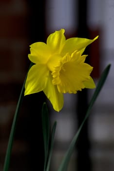 Yellow Daffodil in the garden, photo taken on 20.03.2009 in Skelmersdale / United Kingdom