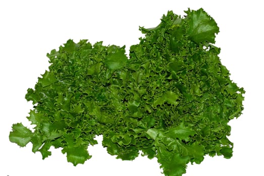 green lettuce Lollo