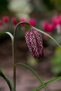 Flower in a white and purple ankle