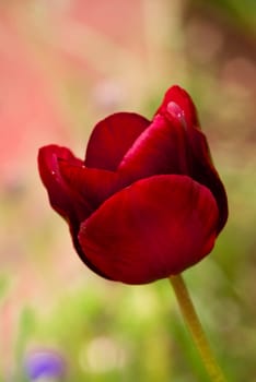 Tulipa ruby on growing in the vicinity of Rabat Liverpolu / UK photo taken on 28 .04.2009