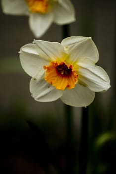 White daffodil with orange on growing in the vicinity of Rabat Liverpolu / UK photo taken on 01.04.2009