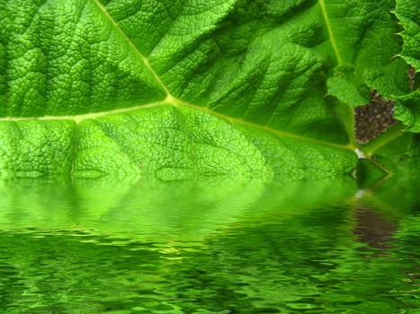 leaf with water drops