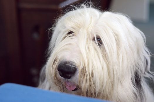 old english sheepdog portrait, begging on table