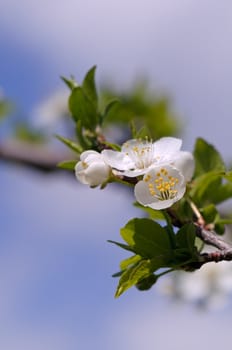 White plum flowers in spring on blue sky