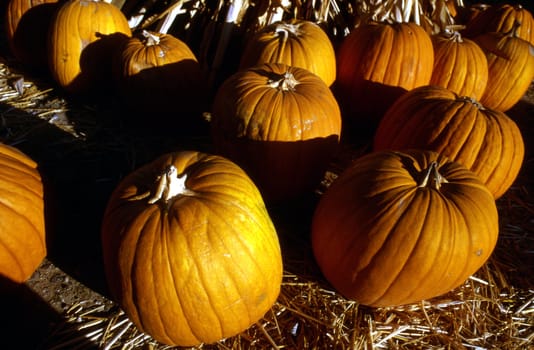 Pumpkins Sale in San Diego Shopping Center