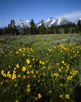 Field of flowers in Grand Tetons