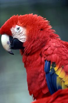 Scarlet Macaw