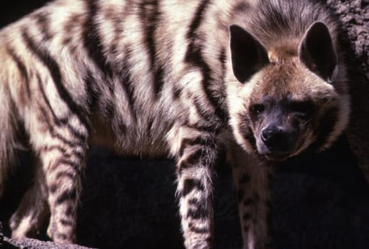 Hyena