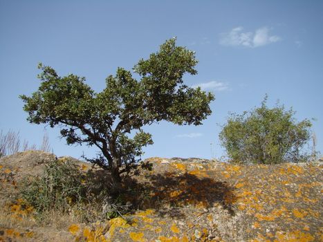 small oak tree in Sardinian countryside