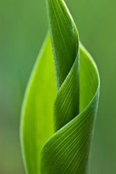 leaf of the lily of the valley