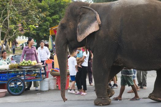 An elephant is walking home trough the busy streets of Phnom Penh, Cambodia. Local people don't seem to mind him, and goes about with their usual chit-chat. 