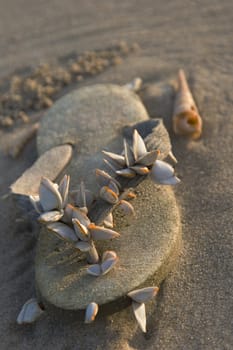 An abandoned flip flop on a beach in Vietnam has become the nesting habitat of seashells. 