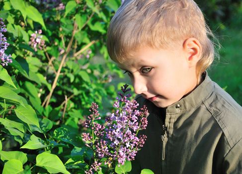 Little blond boy is standing next to the bush of lilac and want to make a little present for mother