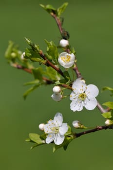 White plum flowers in spring on a sunny day