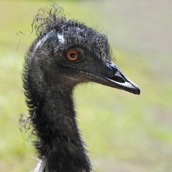 Portrait of an emu. Photo of ostrich taken in an Austrian zoo.