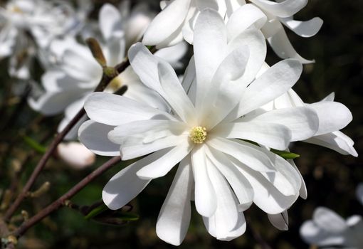 close up of white star magnolia blossom