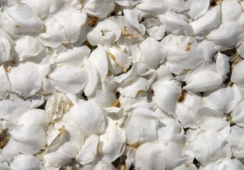 White apple blossoms lying on the ground