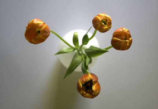 top view of tulips in a white vase 