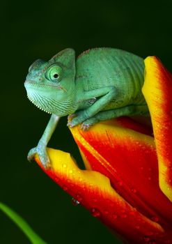 Chameleons belong to one of the best known lizard families.