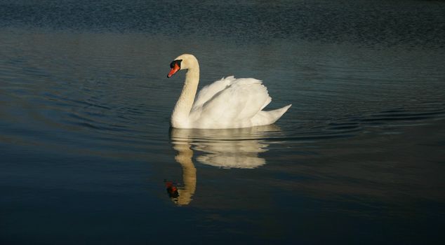 beautiful white swan swimming 