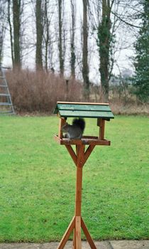 grey squirrel stealing fat ball from bird table